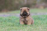 CHOW CHOW 323